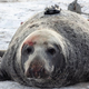 Esta es la foca que “perdió” la cámara hace más de tres años